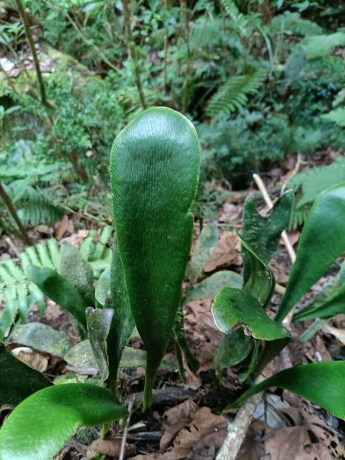 Antrophyum 7