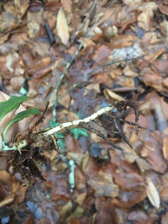 Chimaphila macchiata 29
