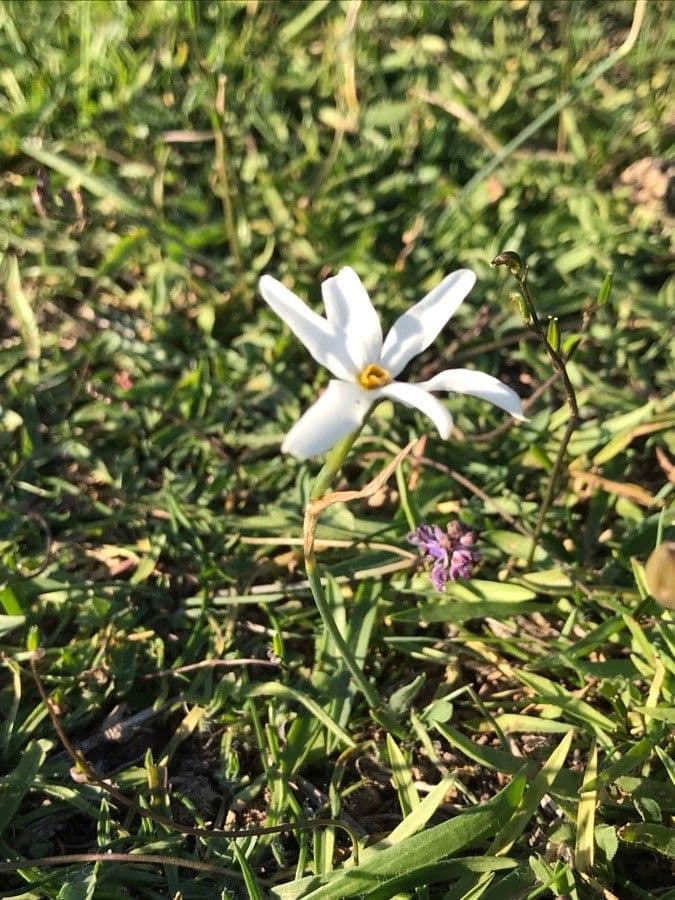 Narcisse d'automne 17