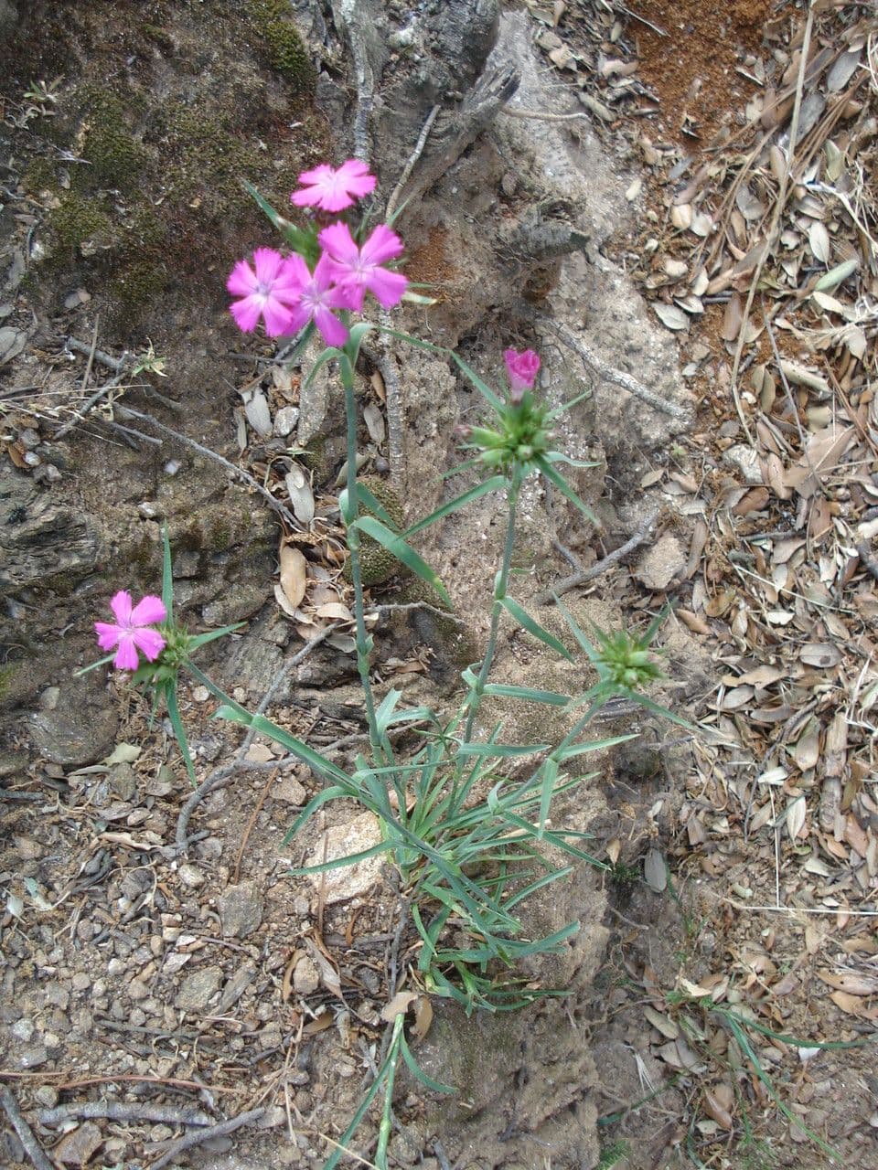 Garofano di Balbis 8