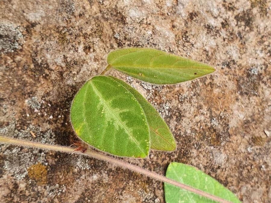 Rhynchosia 7