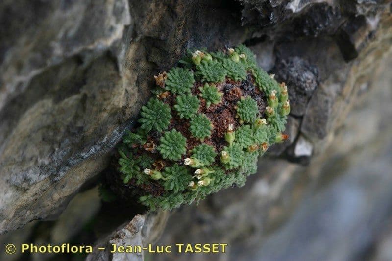 Androsace cilindrica 2