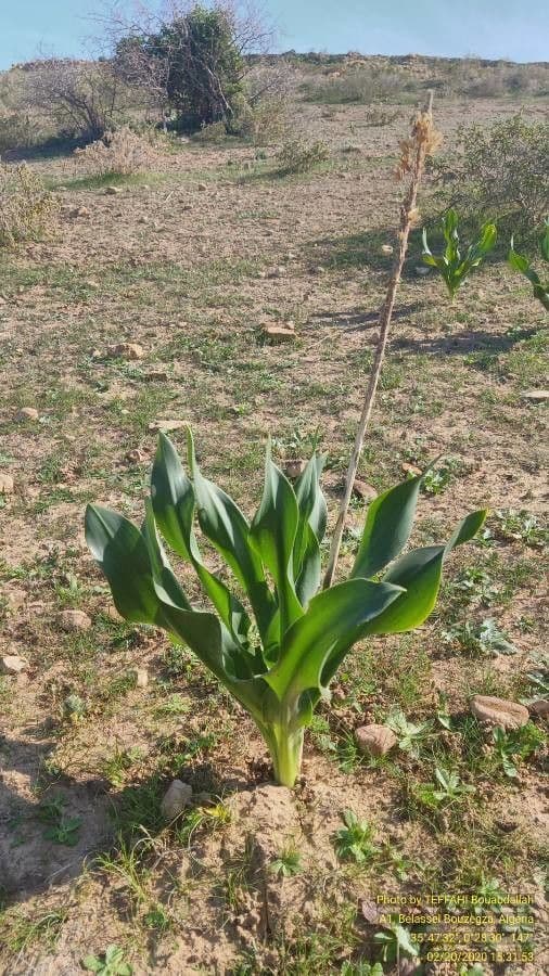 Scilla marittima 14