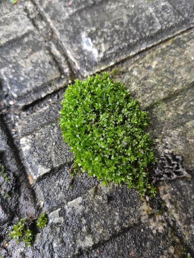 Minuartia sedoide 14