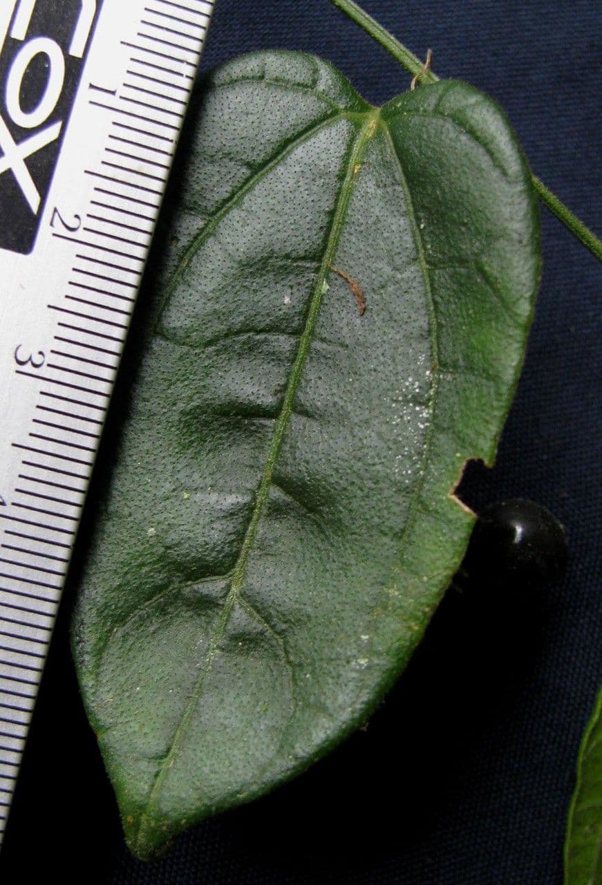 Sicydium 4