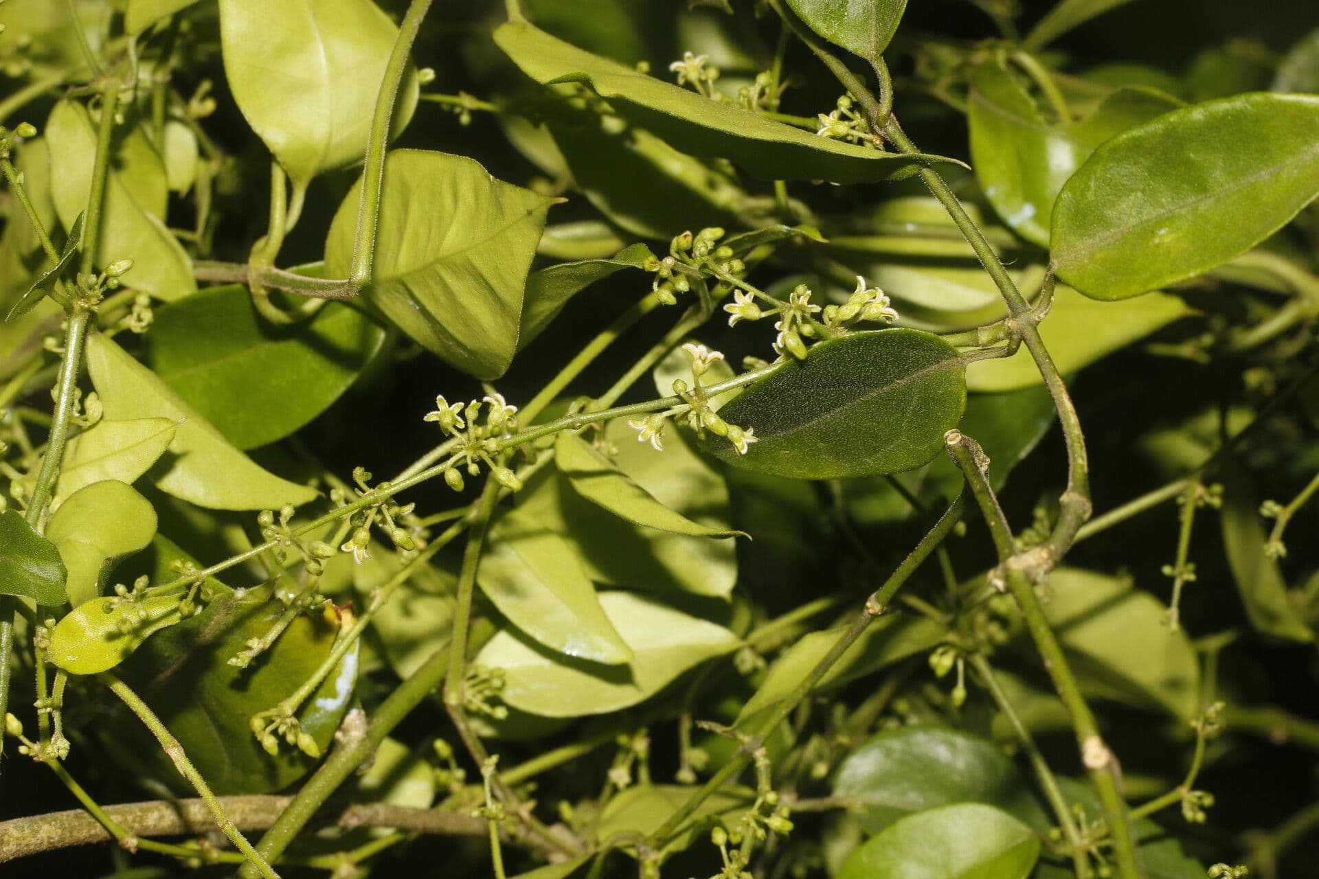 Tassadia 2