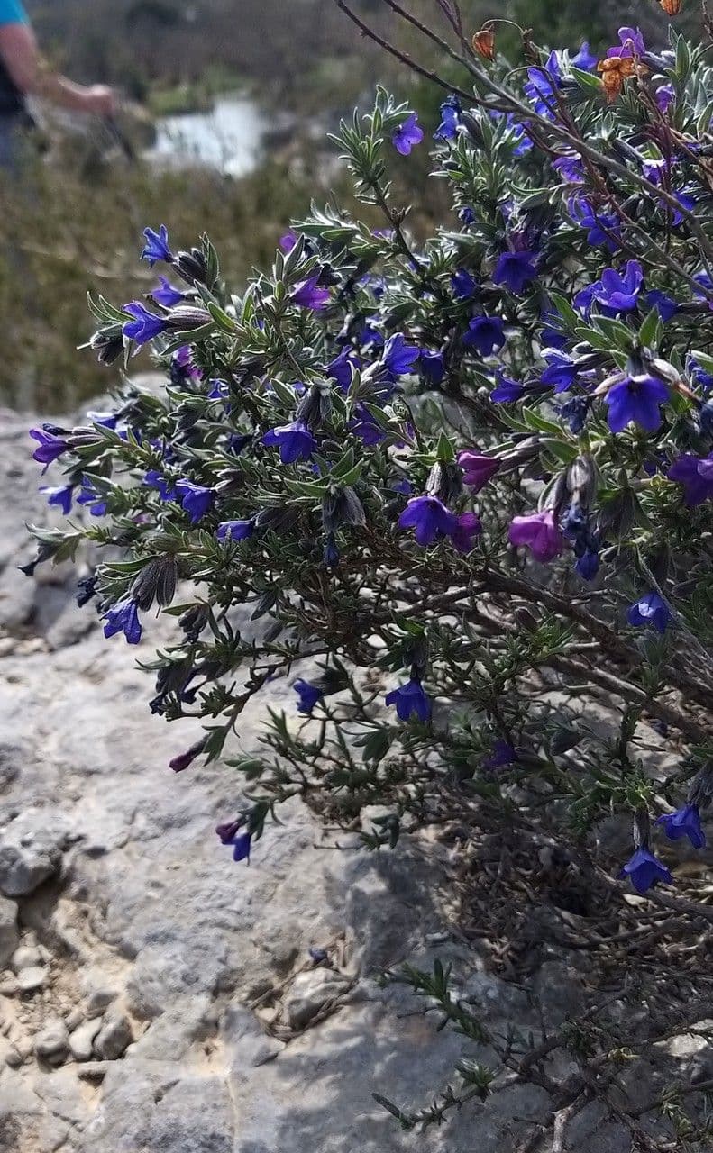Erba perla arbustiva 12
