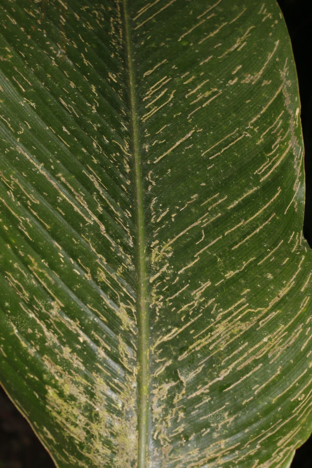 Kalatea 11