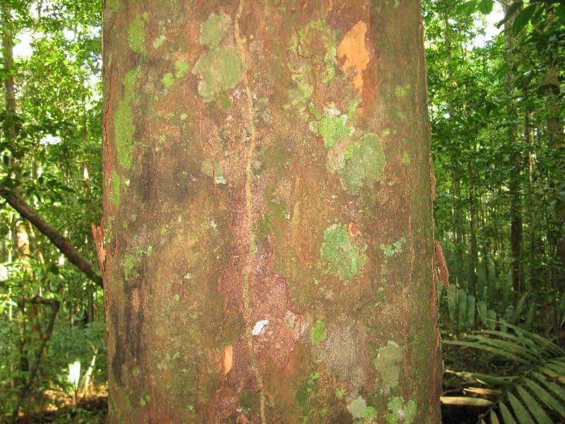Chrysophyllum 10