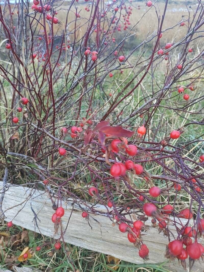 Swamp rose 4
