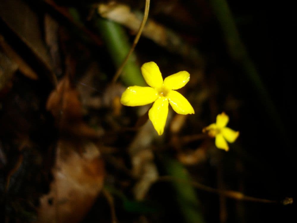 Voyria