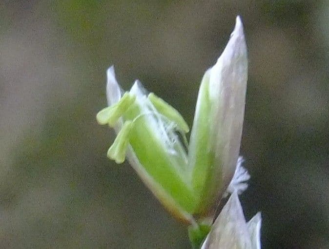 Melica uniflora 7