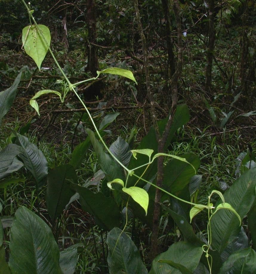 Anemopaegma 10