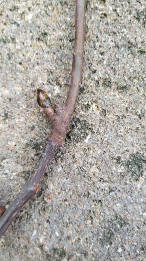 Liquidambar 29