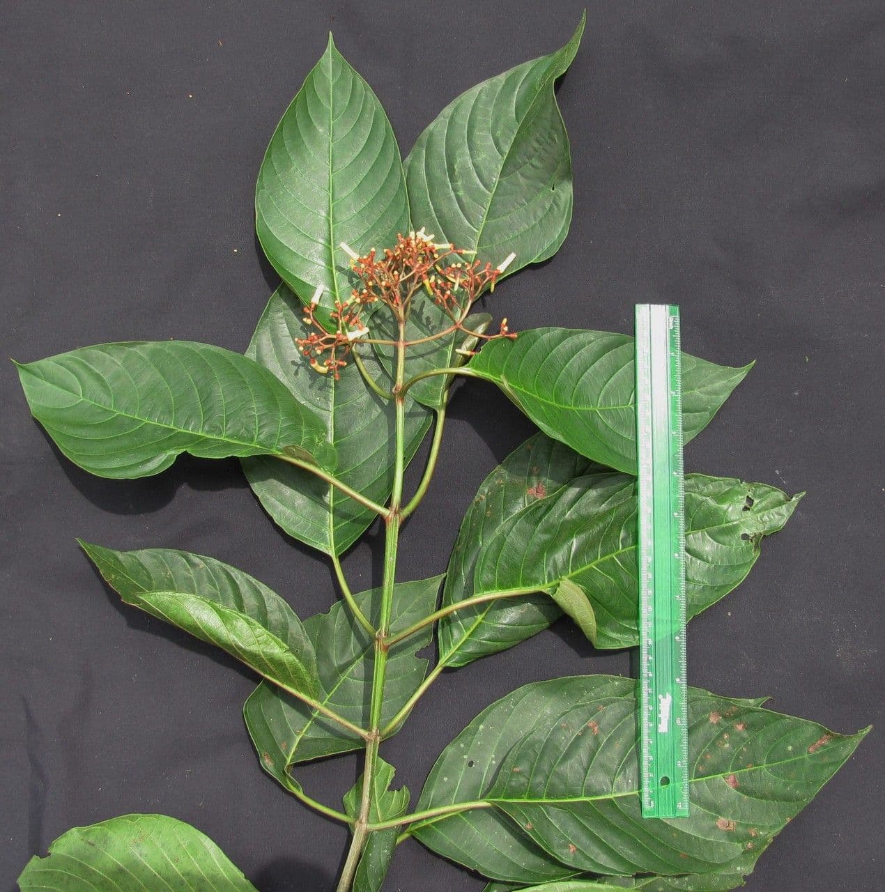Hamelia 7