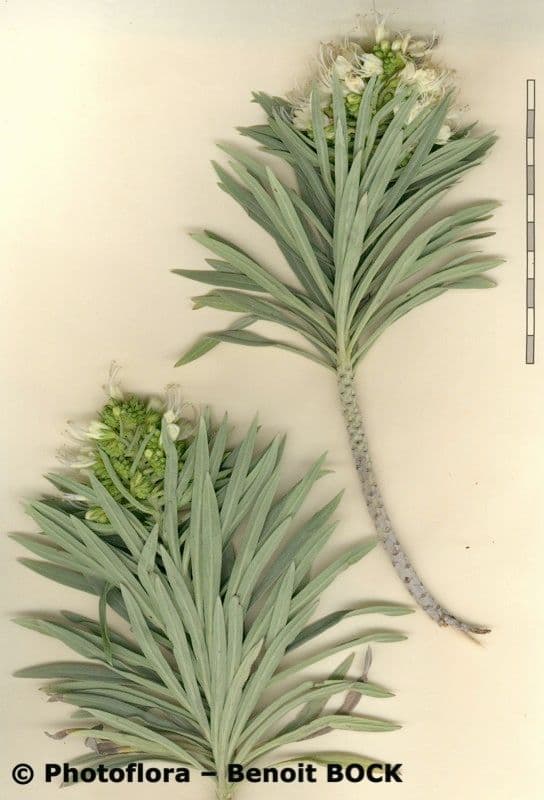 Echium 22