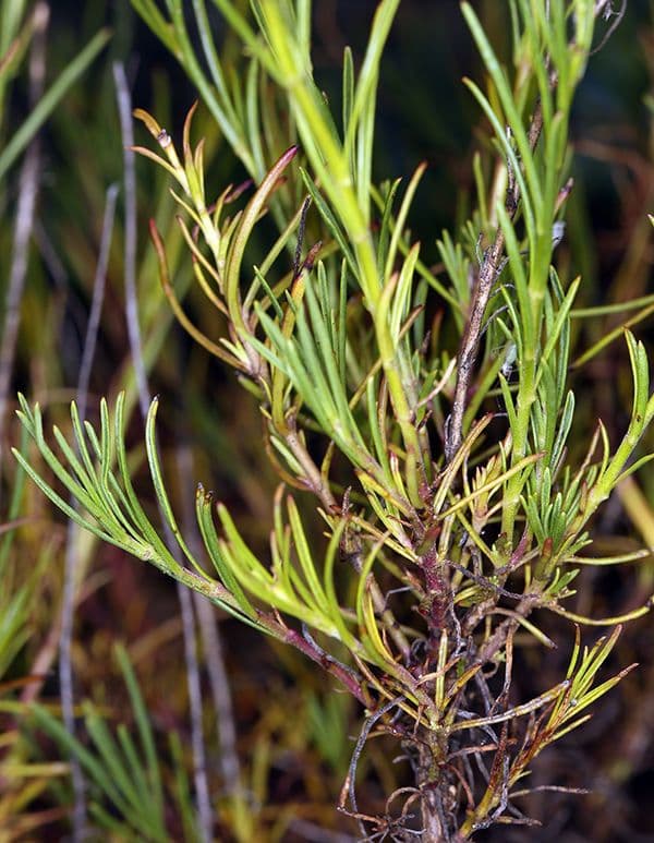 Fadenblättrige Bartblume 5