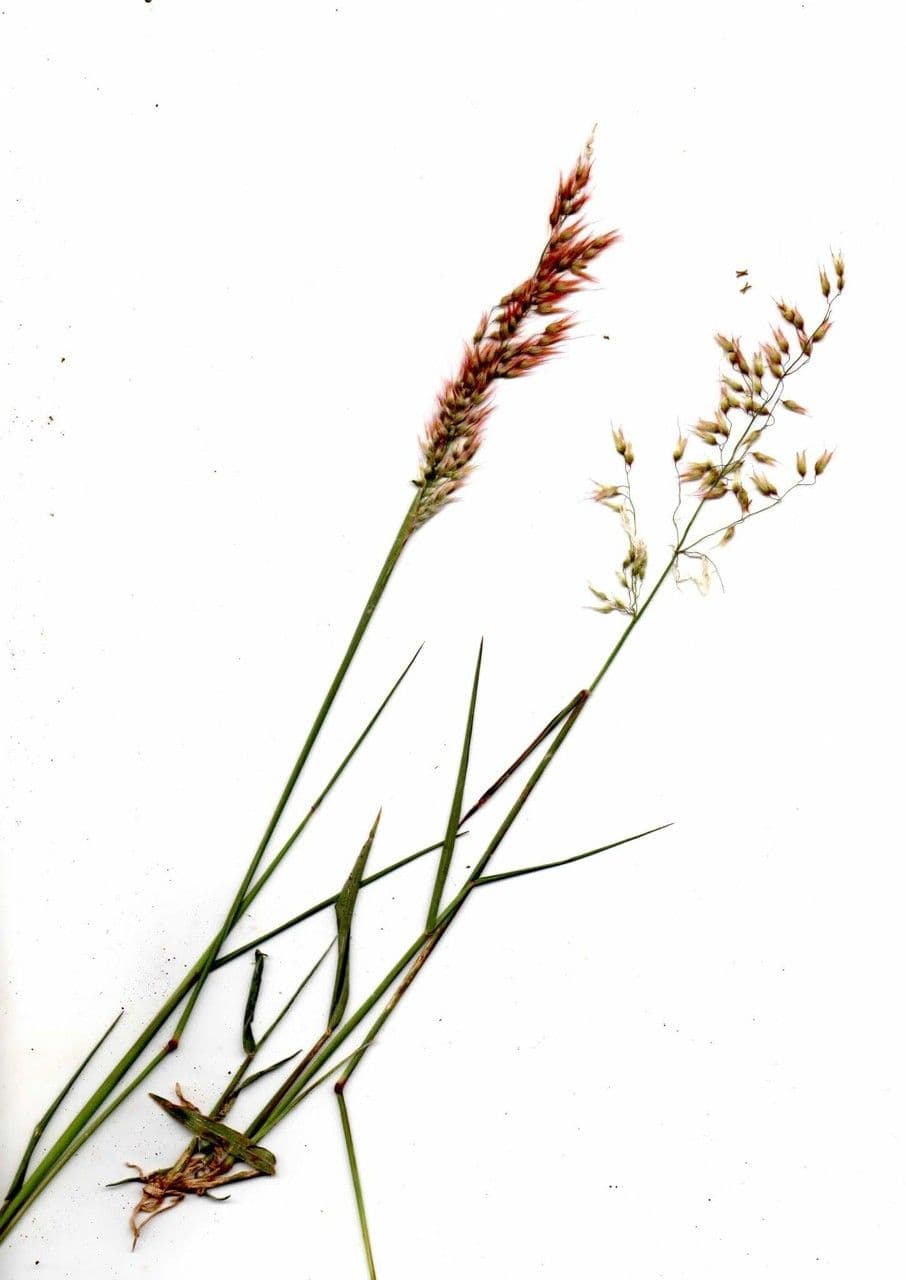 Erba di Natal 25