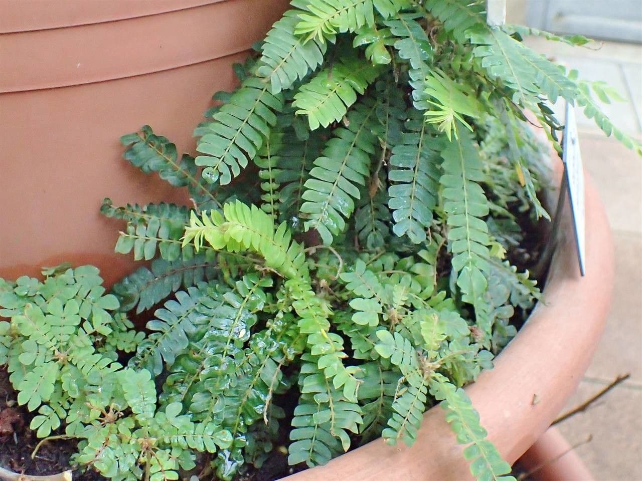 Pianta vitale 9