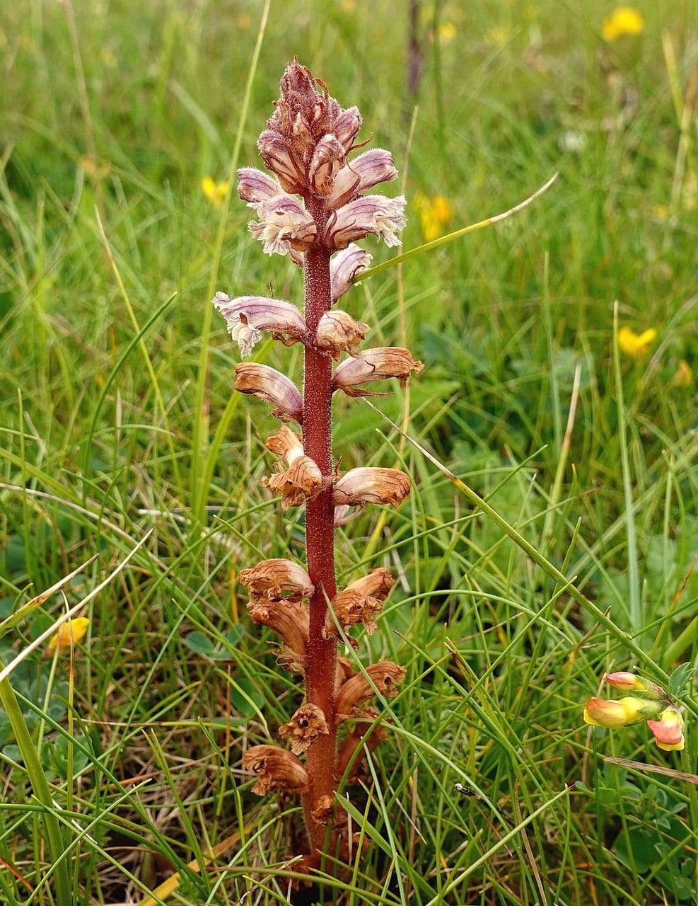 Succiamele minore 12