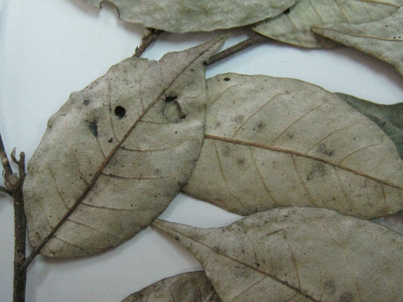 Licania leptostachya 2