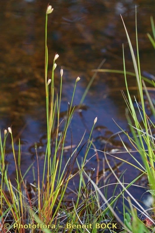 Jonc des marais 4