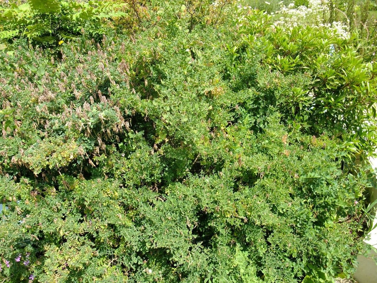 Coronilla coronata 14