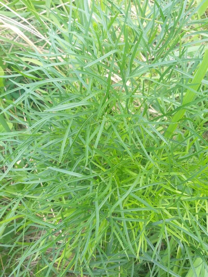 Peucedano 18