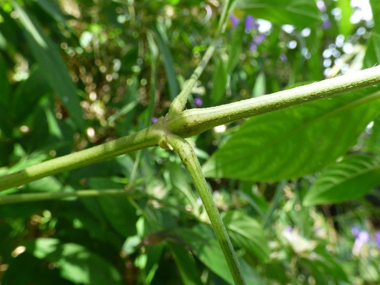 Bürstenblume 23