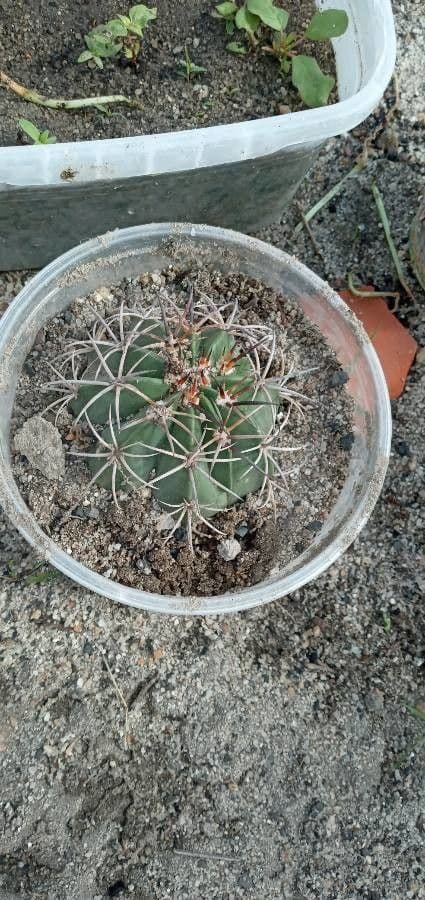 Melocactus 7