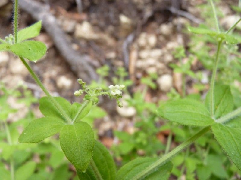 Galium 19