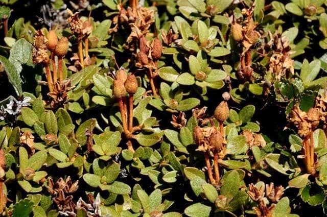 Rododendro lapponico 7