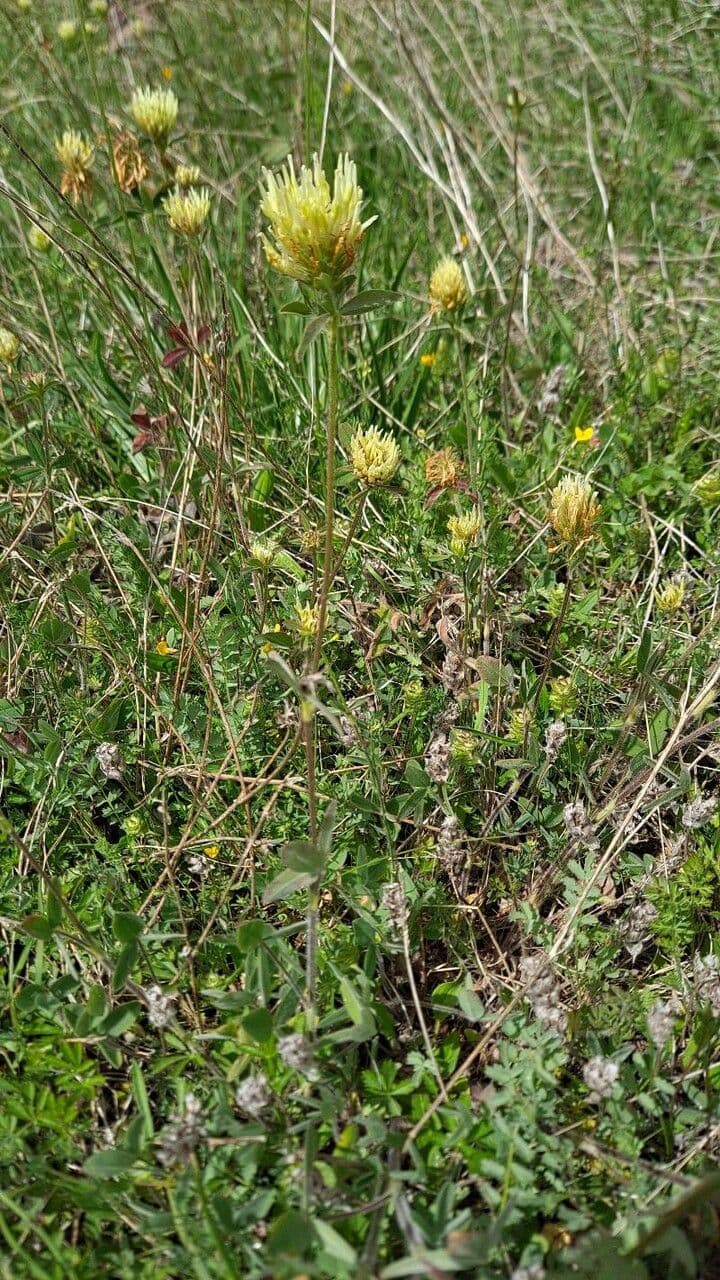 Sulphur clover 10