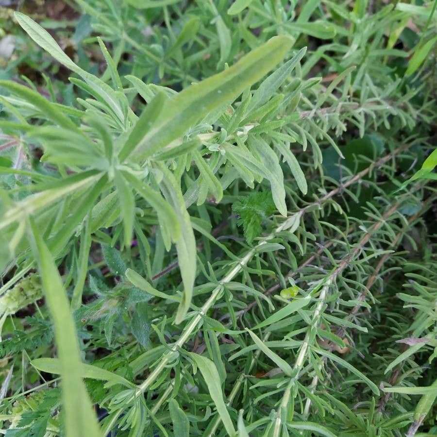 Lavanda verde 14