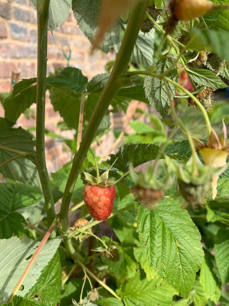 Bereifte Brombeere 5