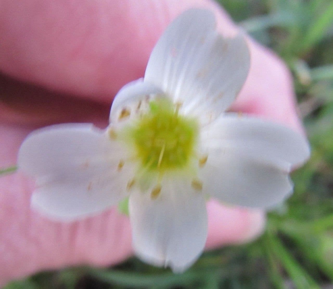 Mononeuria