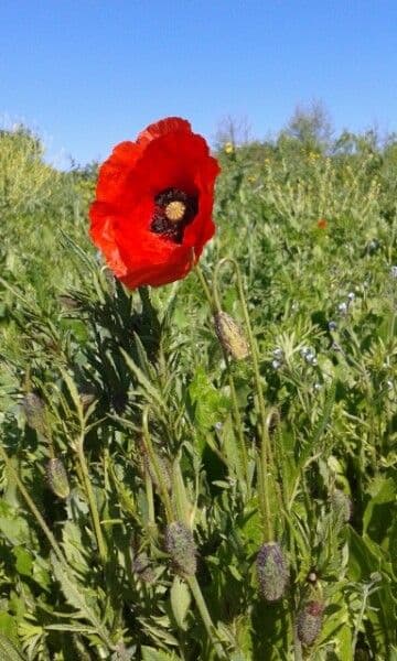 Klatschmohn 8