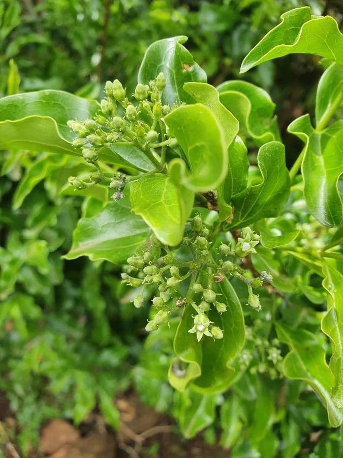 Kafferapfelsine 8