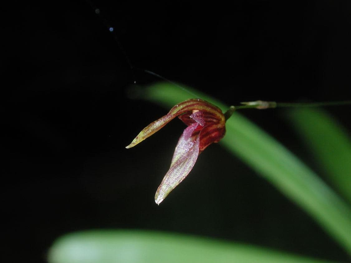 Specklinia 6