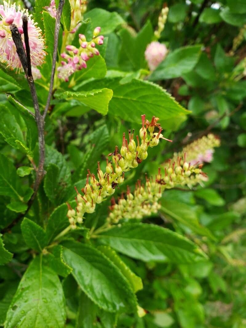 Clethra 5