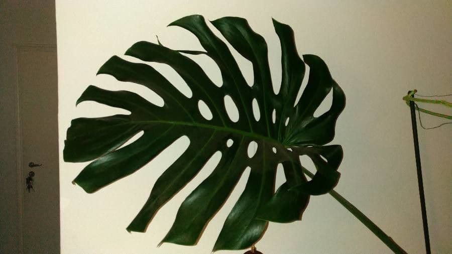 Monstera lahodná 2