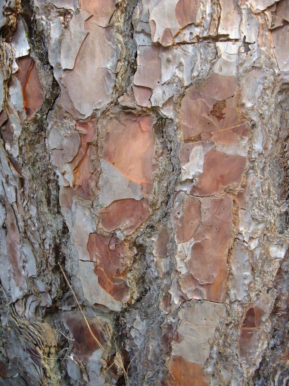 Borovice kanárská 22