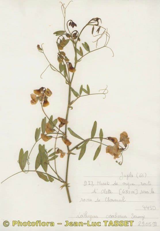 Cicerchia 21