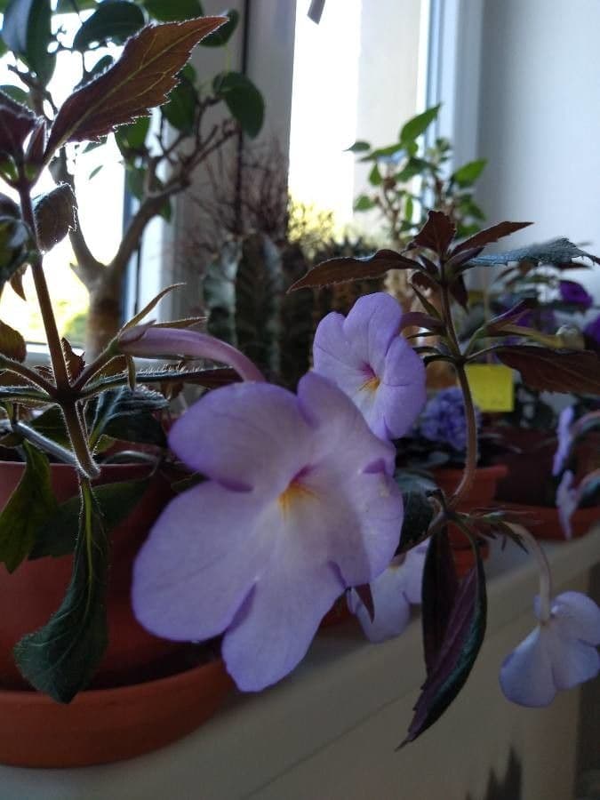 Schöne Achimenes 4