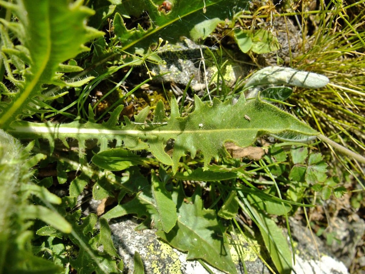 Crepis conyzifolia 14