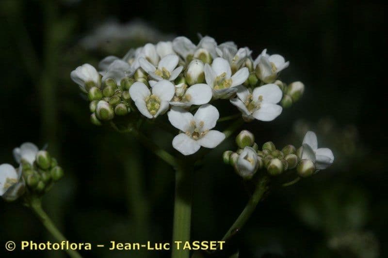 Peltaria 3