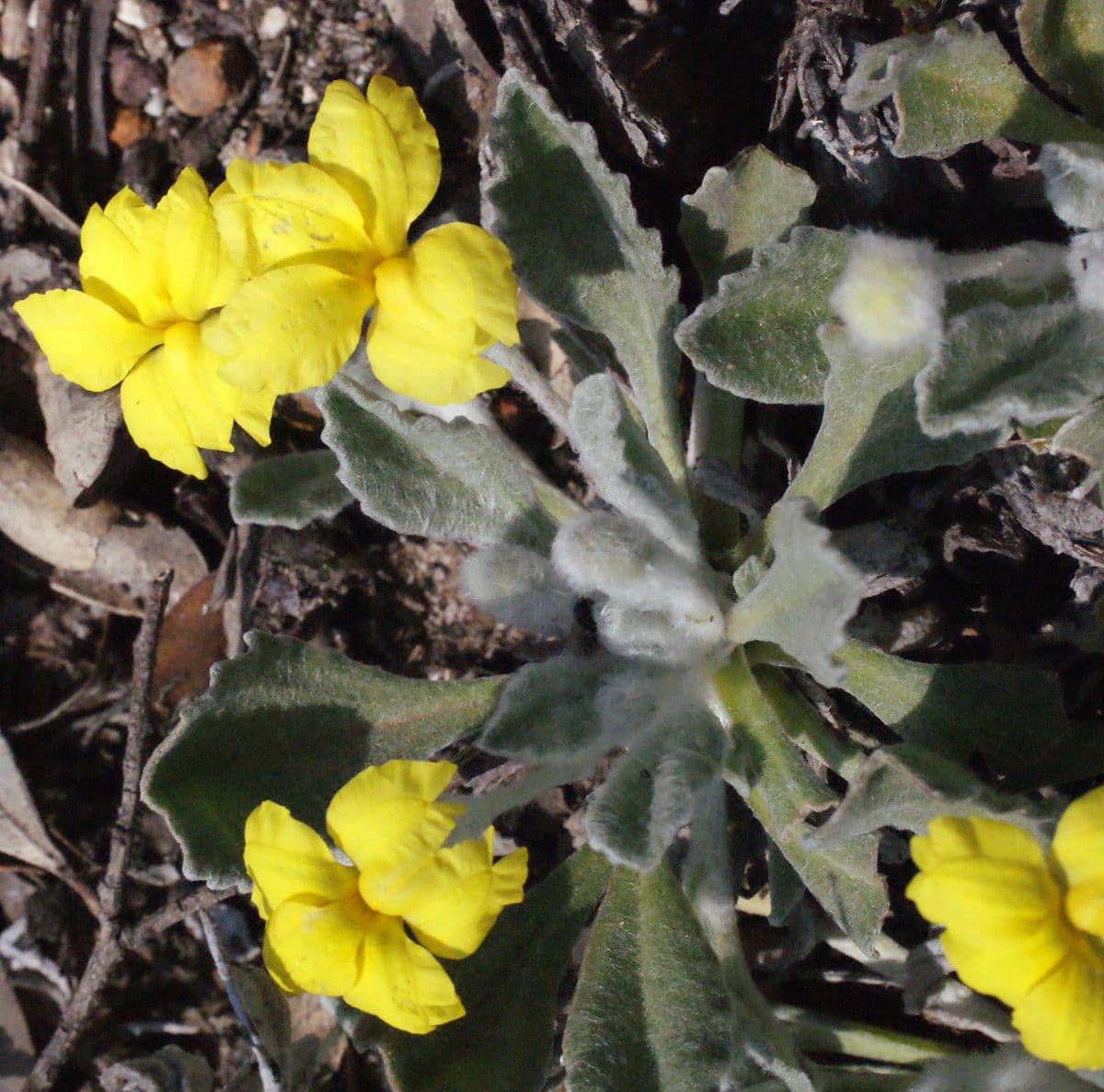 Goodenia 2