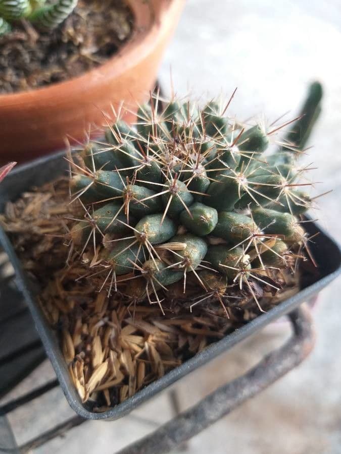 Mammillaria uncinata 17