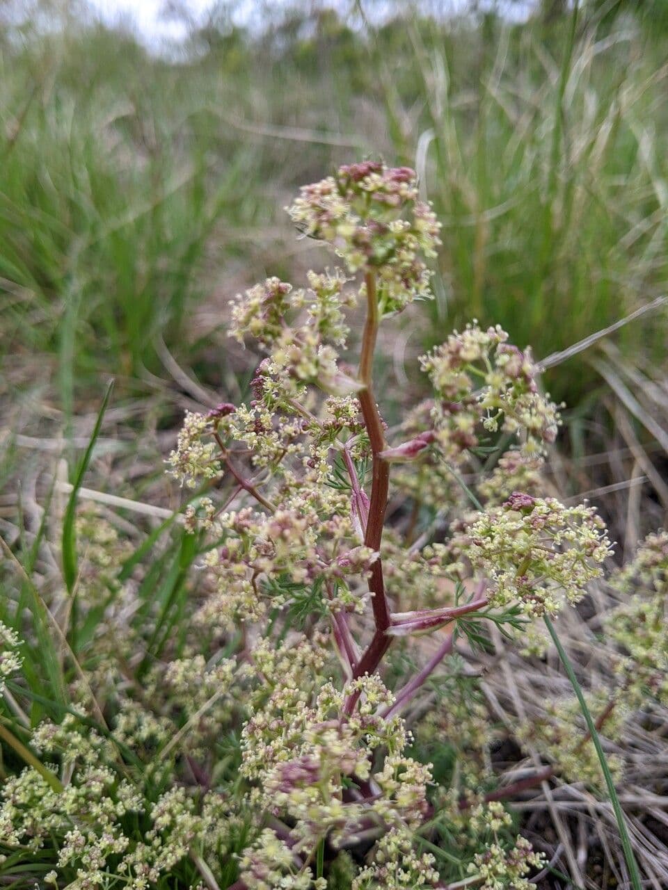 Trinia 6