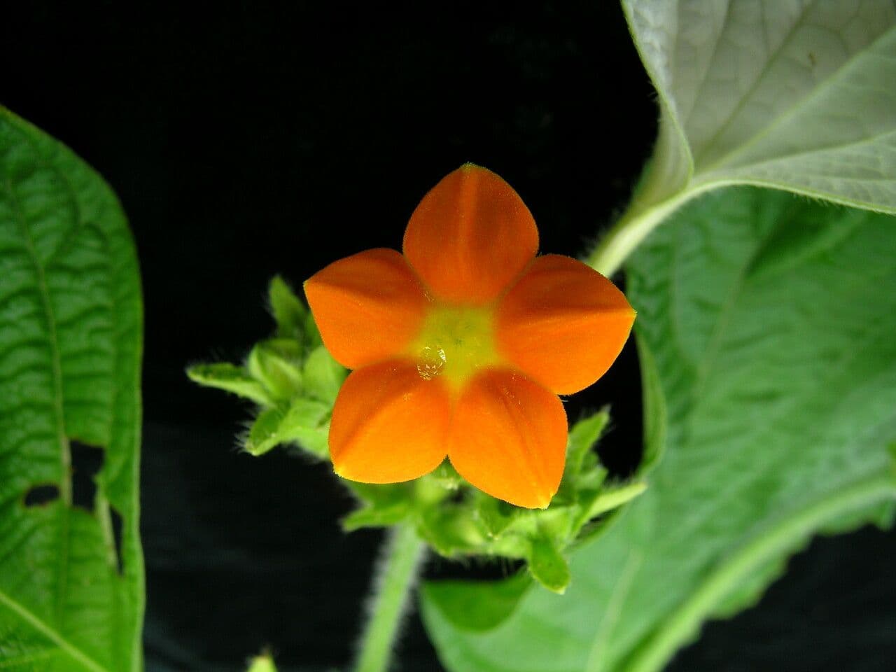 Mussaenda 4